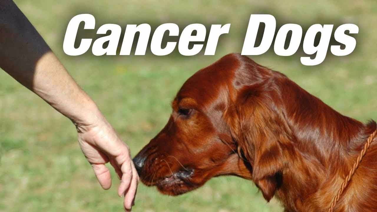 Cancer – Dog | Extreme Health Academy